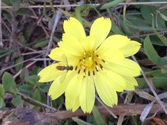 Pyrrhopappus pauciflorus