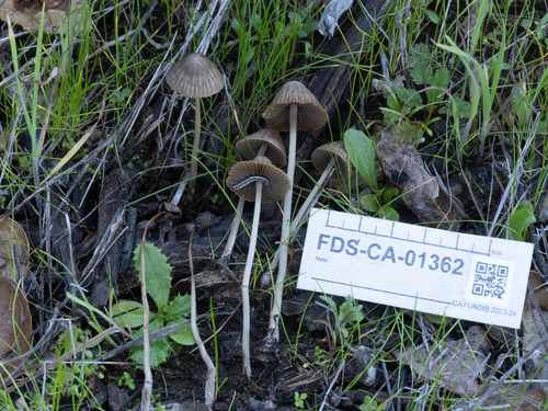 Psathyrella (Photo 3 of 6)
