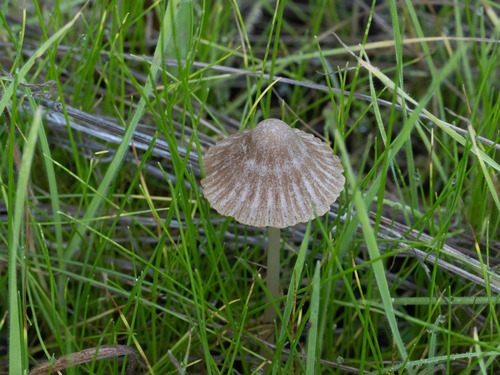 Psathyrella (Photo 4 of 6)