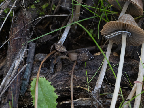 Psathyrella (Photo 5 of 6)
