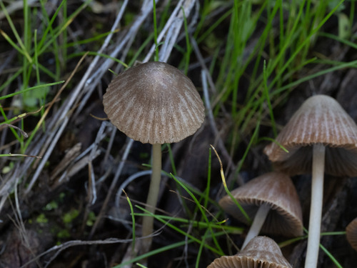Psathyrella (Photo 6 of 6)
