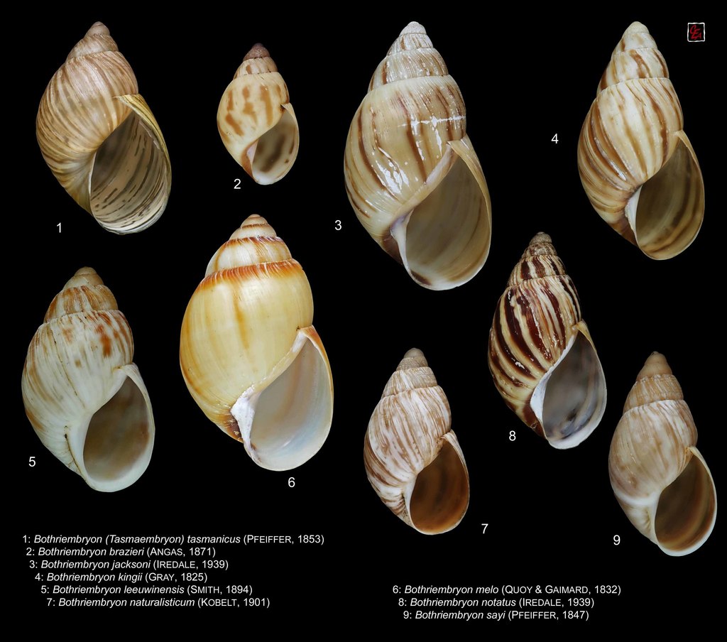Bothriembryon