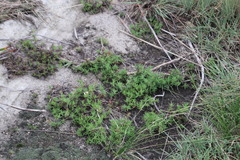 Crassula dependens