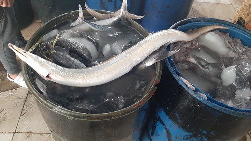 Yellow pike conger (Congresox talabon) — Muraenesocidae — 4