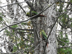Enicognathus ferrugineus