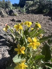 Viola praemorsa ssp. praemorsa