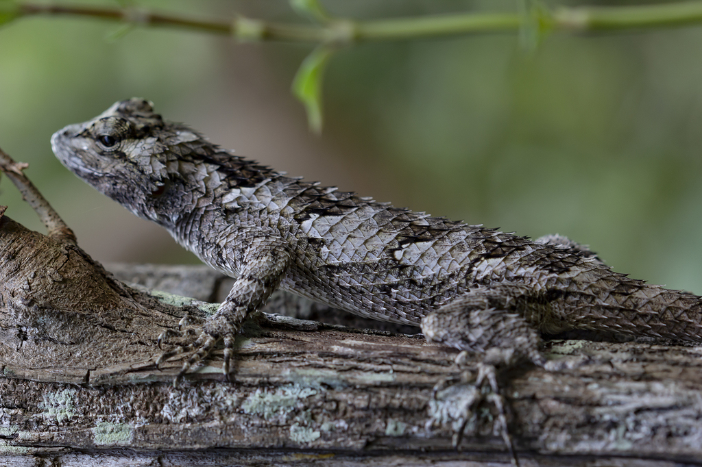 Black-nosed Lizard