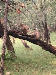 Semnopithecus entellus