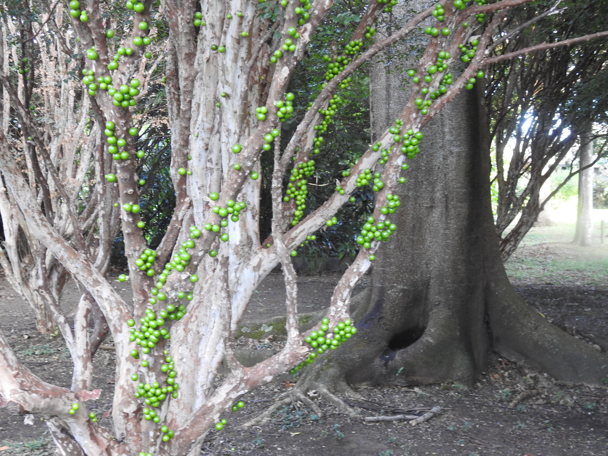 Imagem de Jabuticaba-paulista