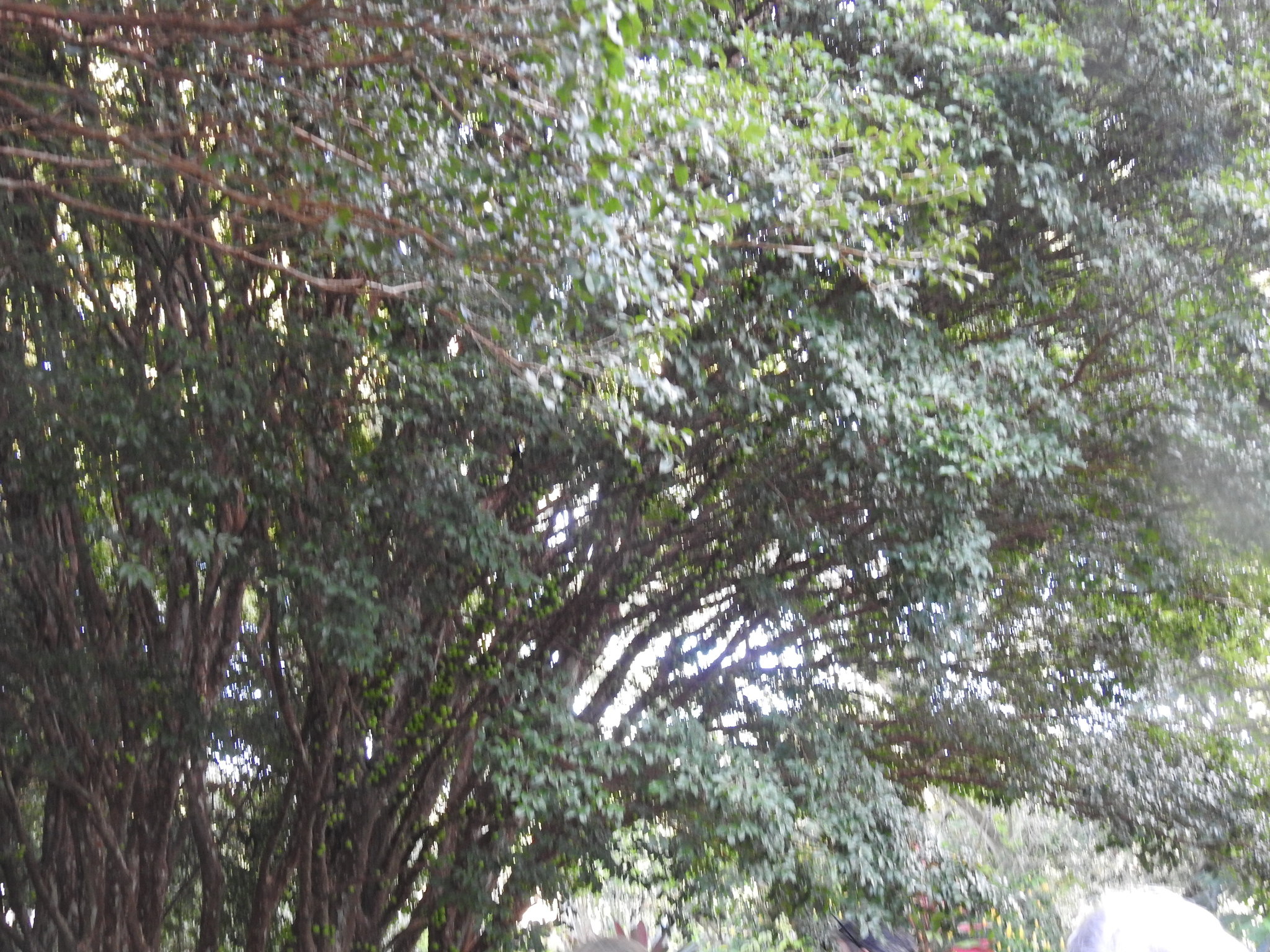 Imagem de Jabuticaba-paulista