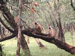 Semnopithecus entellus