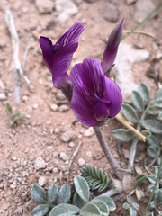 Astragalus amphioxys