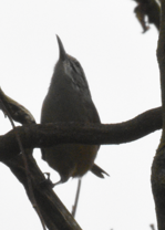 Cabanis's Wren illustration