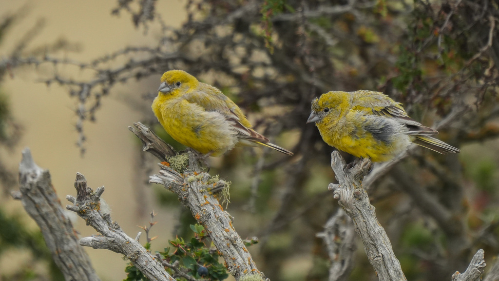Patagonian Yellow-Finch from Río Grande Department, Tierra del Fuego ...