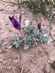 Astragalus amphioxys