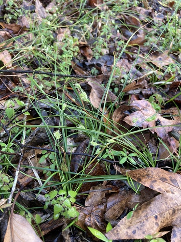 Florida Sedge (Carex floridana)