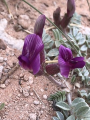 Astragalus amphioxys