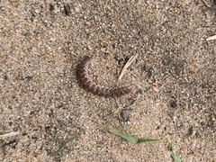 Pseudopolydesmus pinetorum