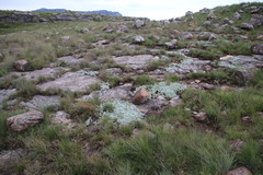 Helichrysum albirosulatum
