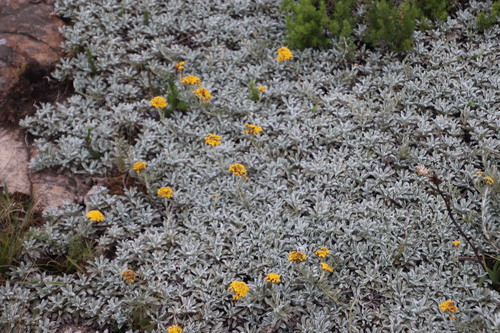 Image of Helichrysum albirosulatum by (c) Tony Rebelo, some rights reserved (CC BY-SA)