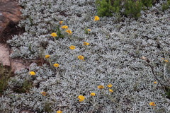 Helichrysum albirosulatum
