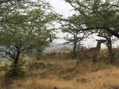 Boselaphus tragocamelus