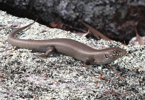 Eastern Ranges Rock-skink, Liopholis modesta