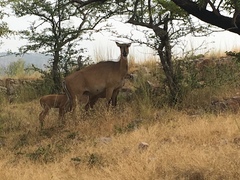 Boselaphus tragocamelus