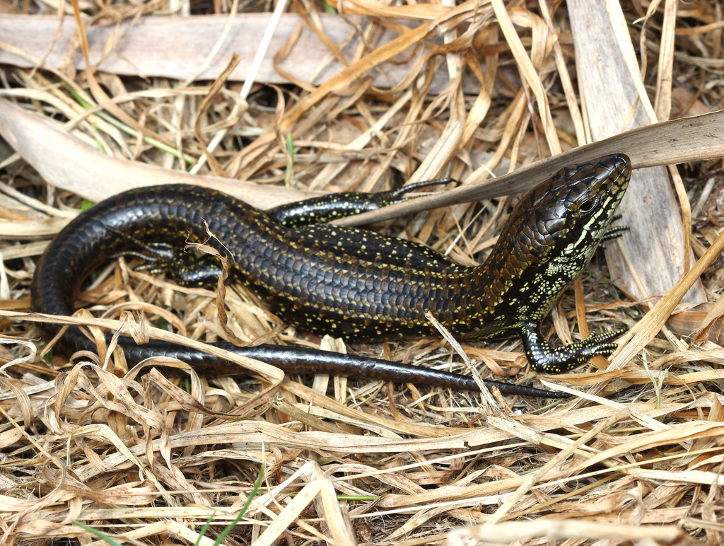 Western Mourning Skink
