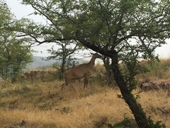 Boselaphus tragocamelus