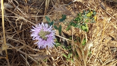 Monardella purpurea