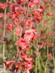 Penstemon superbus