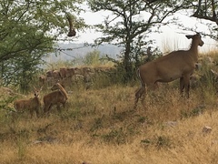 Boselaphus tragocamelus