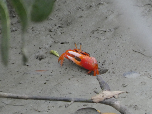 Tubuca flammula image