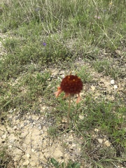 Gaillardia suavis