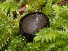 Plectania