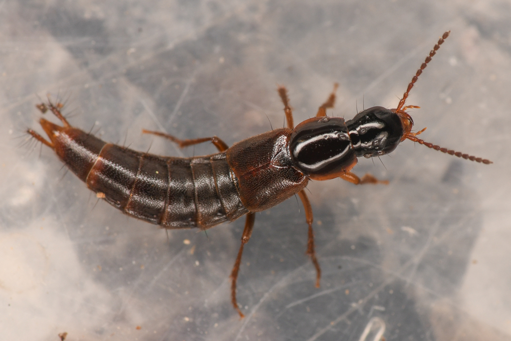 Quedius limbifer