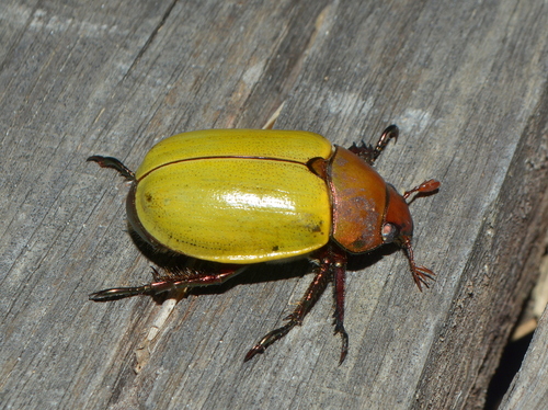 Pelidnota semiaurata citripennis