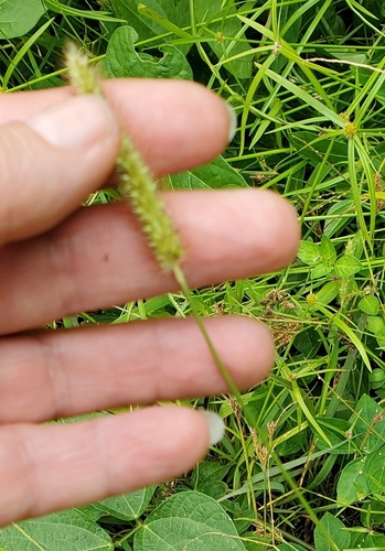 Setaria parviflora observed 2024-02-02