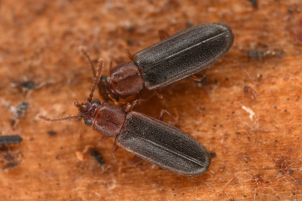 Pediacus gracilis