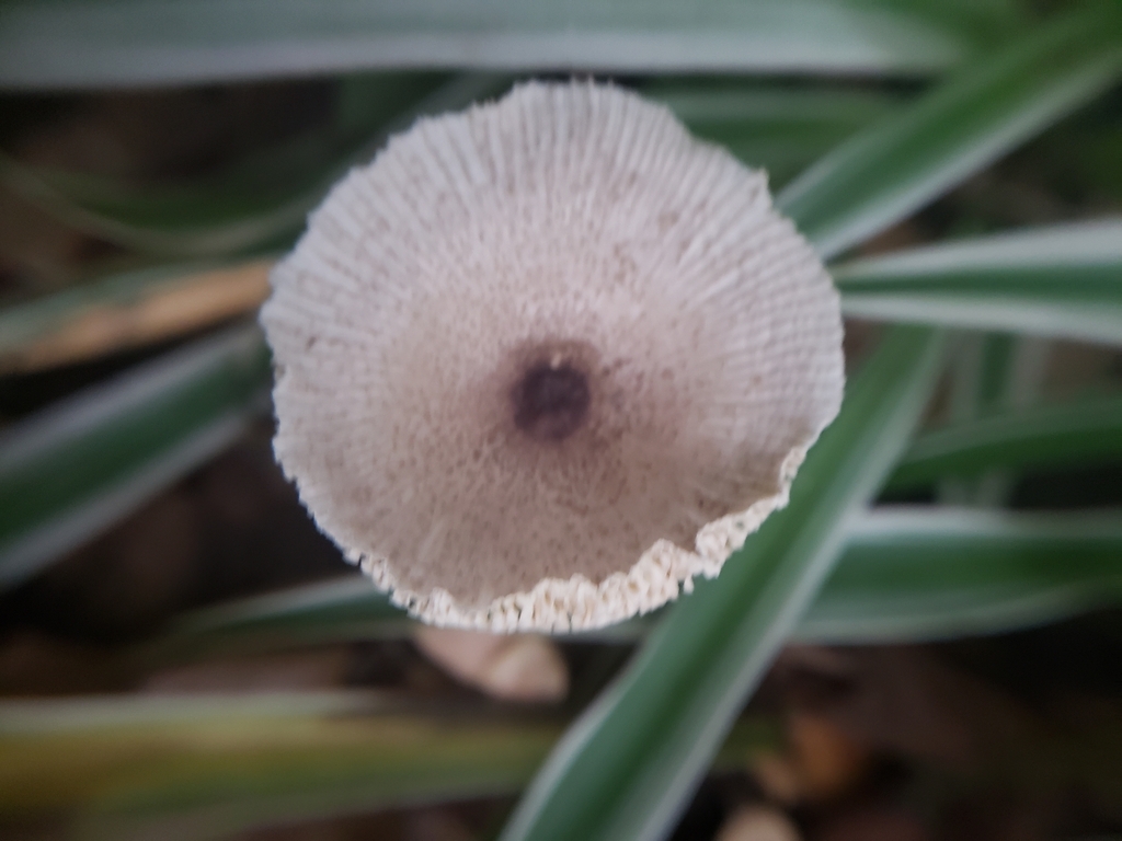 Leucocoprinus brebissonii · February 2024 · photo: © alex43916 (iNaturalist, cc0)
