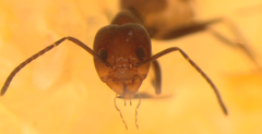 Dorymyrmex smithi