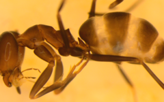 Dorymyrmex smithi