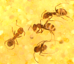 Dorymyrmex smithi