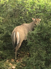 Boselaphus tragocamelus
