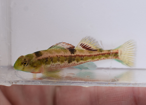 Splendid darter (Etheostoma barrenense) — Percidae