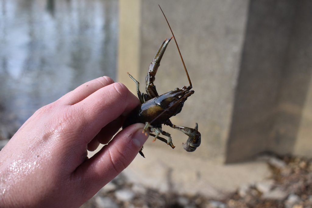Phallic Fish Phallic Crayfish from Metcalfe County, KY, USA on February 4, 2024 at ...