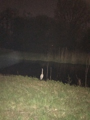 Ardea cinerea