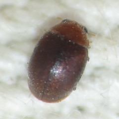 Diomus debilis