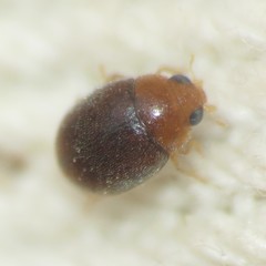 Diomus debilis